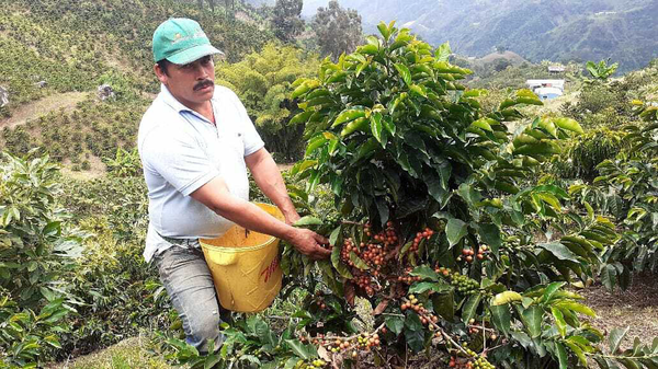 Faver Ninco harvests his beautiful coffee cherries into a yellow bucket at his waist, on a hillside in Huila, Colombia. 