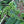 Green unripe coffee cherries growing in clusters on a coffee plant branch with dark green leaves.