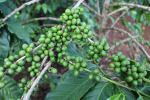 Green unripe coffee cherries growing in clusters on a coffee plant branch with dark green leaves.
