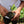 Farmer holding a small coffee plant in a pot with a blurred green background