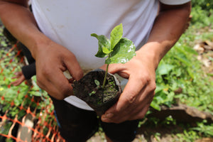 Farmer holding a small coffee plant in a pot with a blurred green background