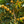 Clusters of small yellow coffee cherries hanging from branches with green leaves in a sunlit outdoor setting.