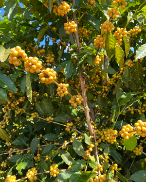 Clusters of small yellow coffee cherries hanging from branches with green leaves in a sunlit outdoor setting.