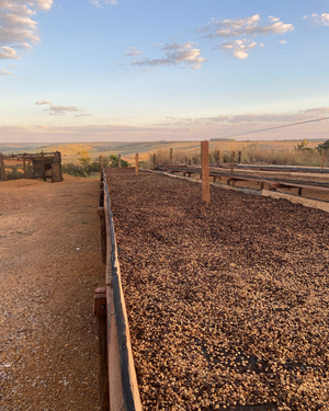 A long outdoor drying bed covered with coffee beans, on farmland under a blue sky.