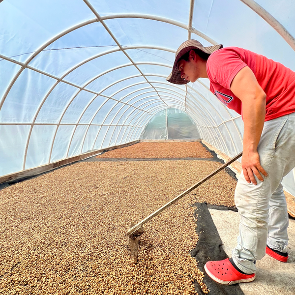 Camilo Londoño arranges honey processed coffee beans in a greenhouse