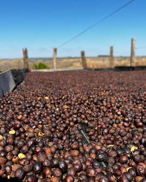 A close-up view of many dark purple coffee cherries spread on a drying bed outdoors, with a blue sky and blurred fence posts in the background.