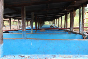 Long blue coffee washing tanks under a covered structure