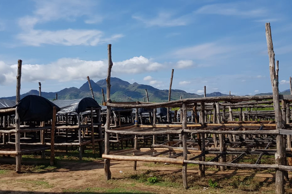 Raised wooden coffee-drying beds with mountains in the background