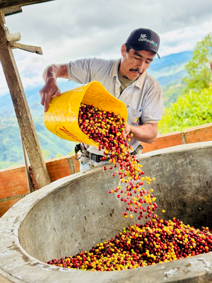 Farmer pours coffee cherries from a yellow bucket into a large concrete container for processing