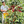 Smallholder farmer harvesting red coffee cherries to contribute to Los Monjes