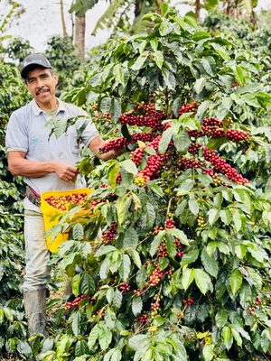 Smallholder farmer harvesting red coffee cherries to contribute to Los Monjes