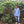 Luis A. Calderón standing next to a coffee plant with red cherries at Finca Villa Betulia.