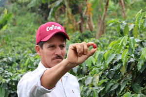 Luis A. Calderón in a coffee plantation holding a red coffee cherry, wearing a pink cap with 'Cofinet' branding.