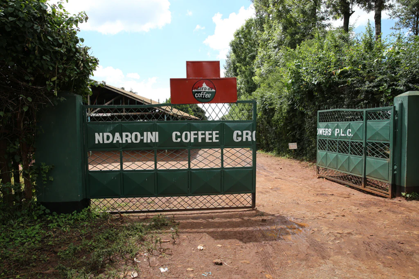 A large green metal gate stands open, reading 'NDARO-INI COFFEE GROWERS P.L.C'.