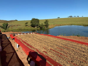 A large outdoor raised bed covered with coffee, set beside a pond with green hills and trees under a clear blue sky.