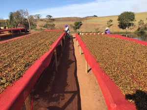 Two long raised beds covered with coffee, with people sorting and a rural landscape with hills, trees, and water in the background.