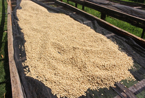 Coffee drying on raised beds
