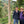 Pedro Echavarria Sr and Jr standing on a path overlooking many coffee trees in a valley.