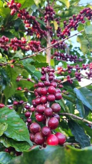Lush green coffee tree with dark red coffee cherries, ready to be harvested at Fazenda Vista Alegre in Brazil.