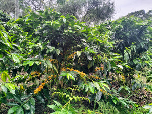 Yellow coffee cherries abound on the branches of coffee plants.