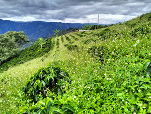 Lush green slopes with coffee plants, and mountains in the distance under an overcast sky.