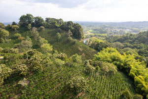 Hills of coffee trees at La Divisa farm, very lush and green, with a village in the distance