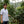 Leo standing among coffee plants with a scenic background