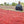 Lush dark red coffee cherries dry on a raised bed in Guji, Ethiopia. A man's back faces the camera, his uniform reads 