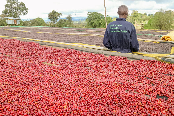 Lush dark red coffee cherries dry on a raised bed in Guji, Ethiopia. A man's back faces the camera, his uniform reads "High Quality Traceable Sustainable Coffee".